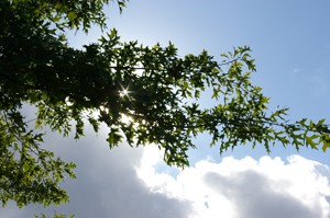 zon-door-bomen